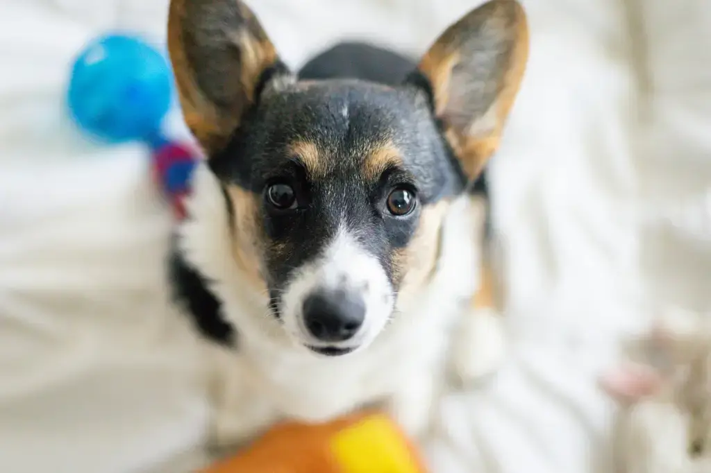 汪喵星球鱉蛋粉：來自喵星，寵愛狗狗的美味好選擇