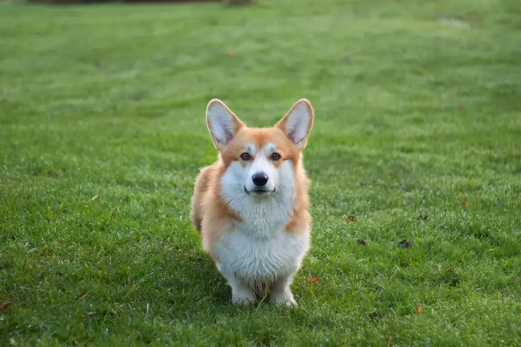汪喵沙西米百家爭鳴：揪出鮮甜極味
