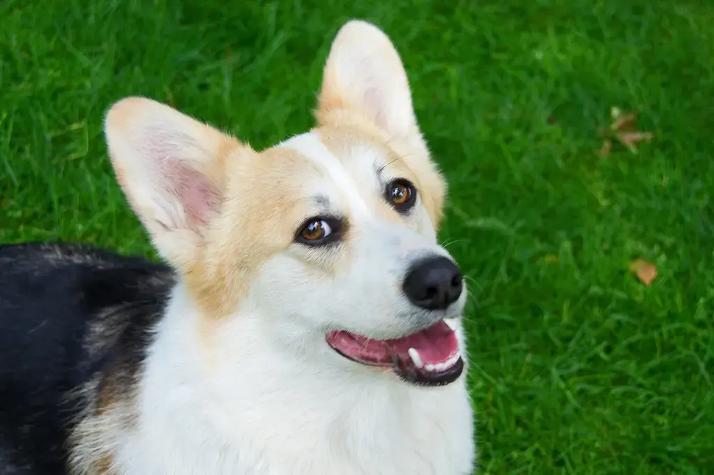 汪喵星球腸胃益生菌指南：呵護毛孩腸胃健康的不二法門