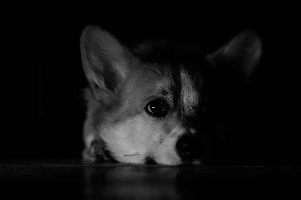 汪喵情緒好放鬆：台灣寵物情緒保健指南